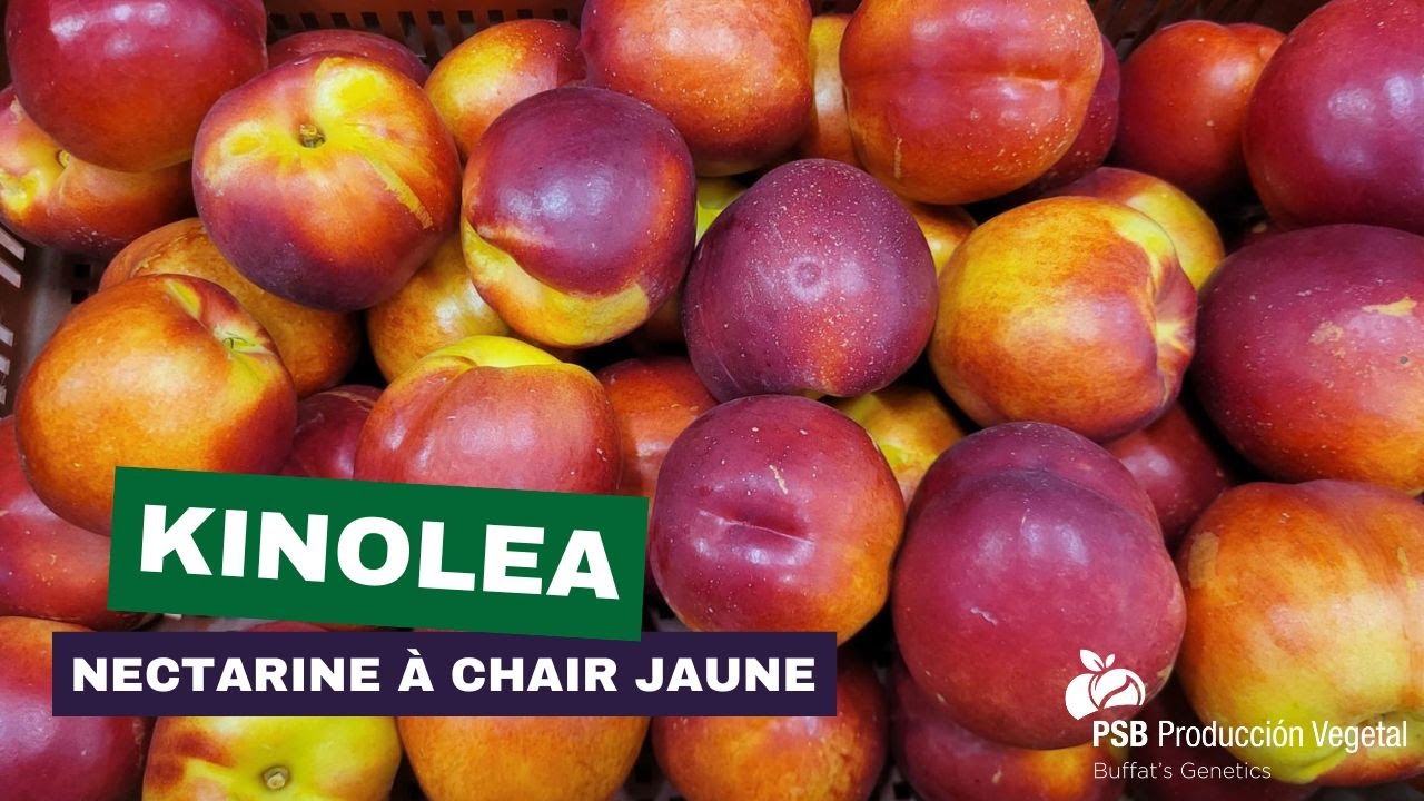 Kinolea, Drôme - Août 2024 🇫🇷