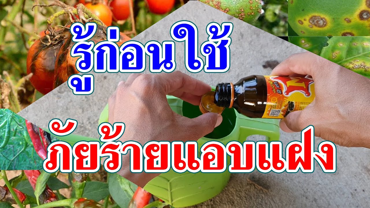 เครื่องดื่มชูกำลังบำรุงพืช ใช้อย่างไร ให้เกิดผล และไม่มีผลเสียต่อพืช