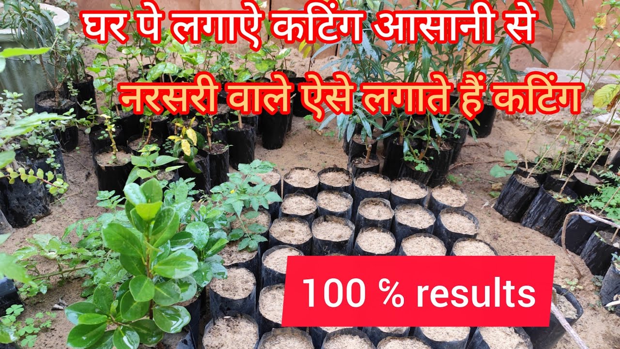 Plants cutting in February March month / flowering plants cutting video