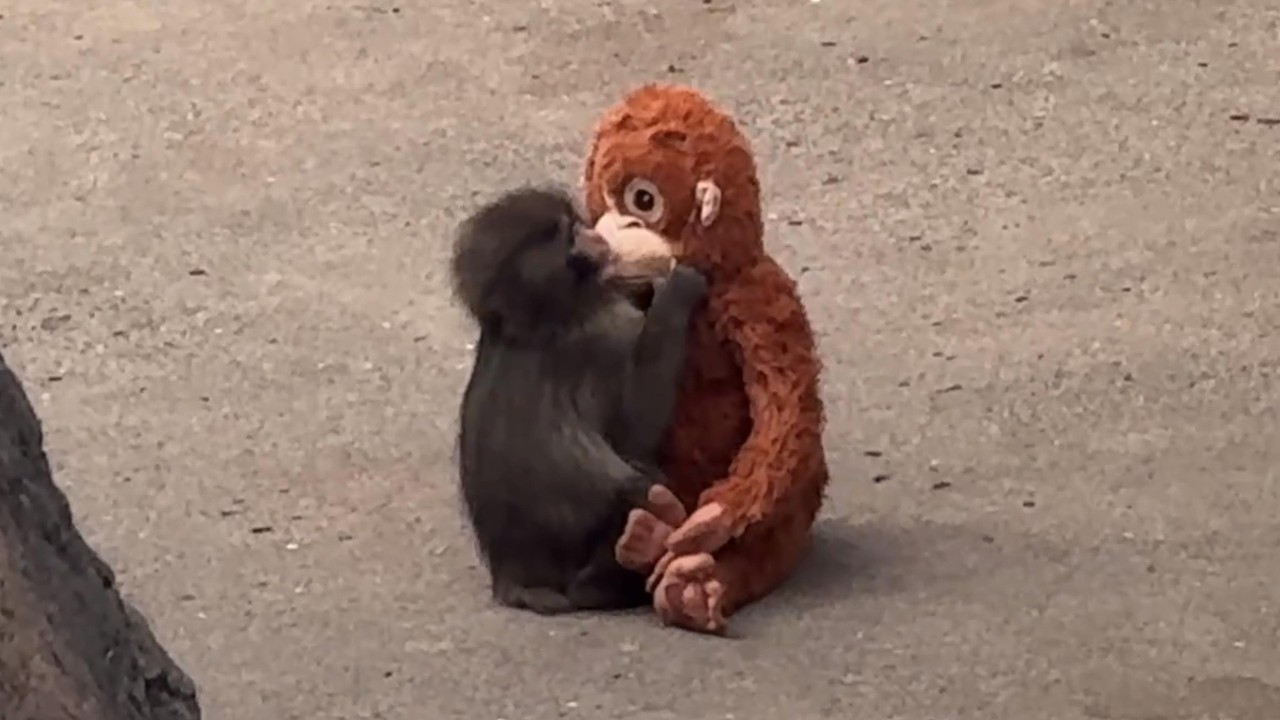 番外編 ママとお話しするパンチくん【番外編】【市川市動植物園】ニホンザル