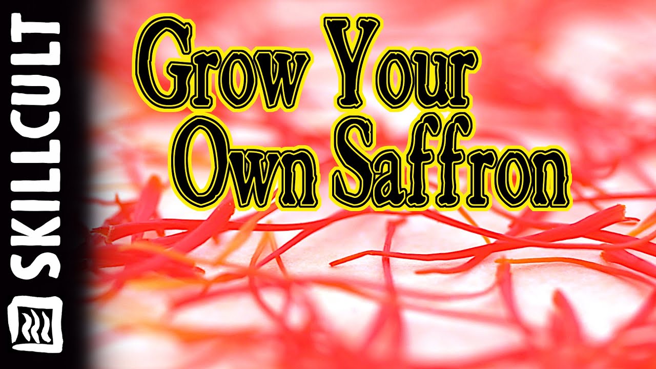 How I Grow The Worlds Most Expensive Spice at Home, Saffron Crocus