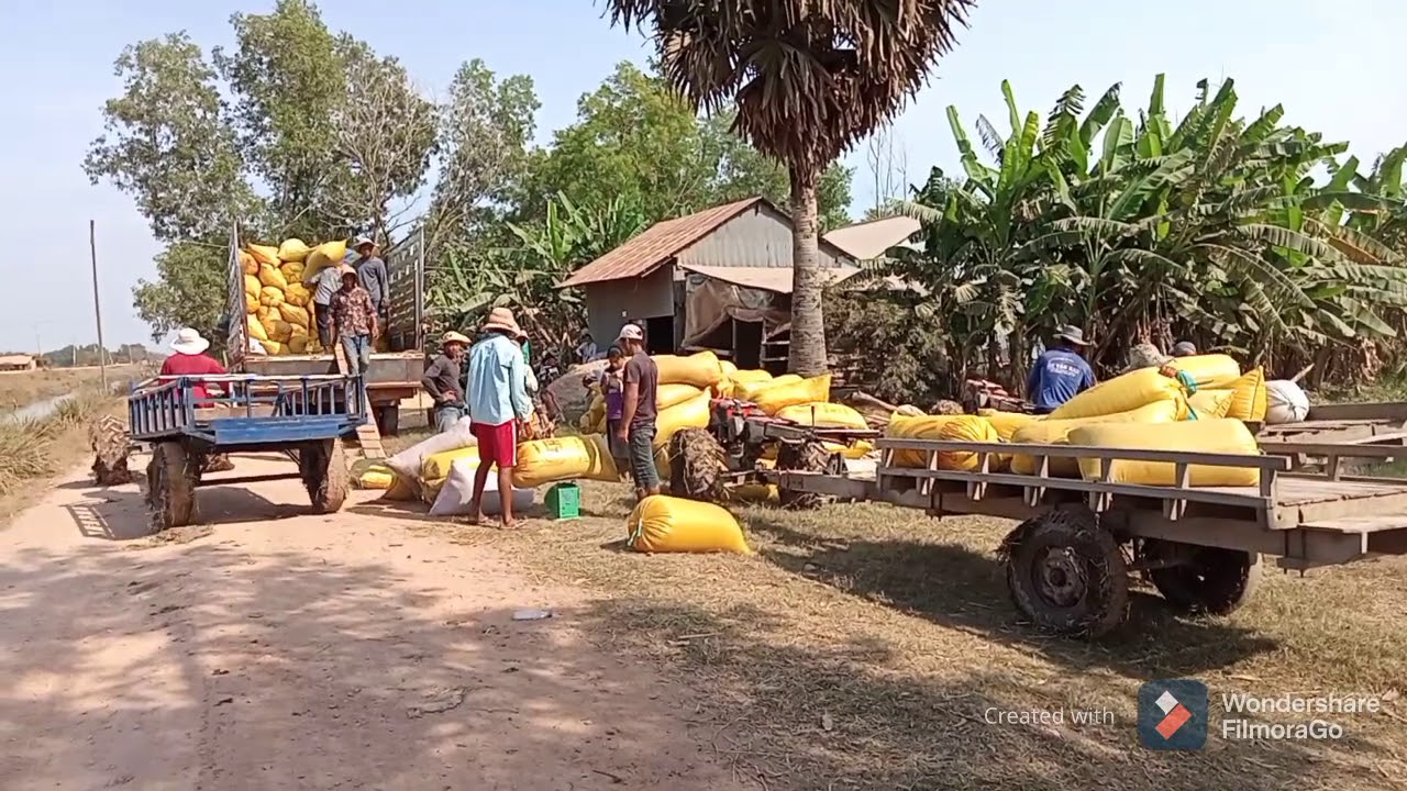 Delivery Rice from farm by  small trucks to loading truck