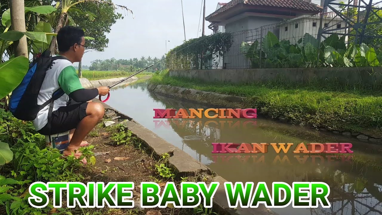MANCING MANIA IKAN WADER / BLENTER STRIKE NYA LANJUT TERUS