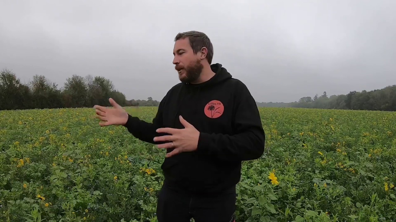 Pourquoi je détruis mon couvert avec du glyphosate