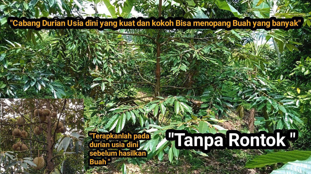  Memperkuat dan meperkokoh Cabang Durian
