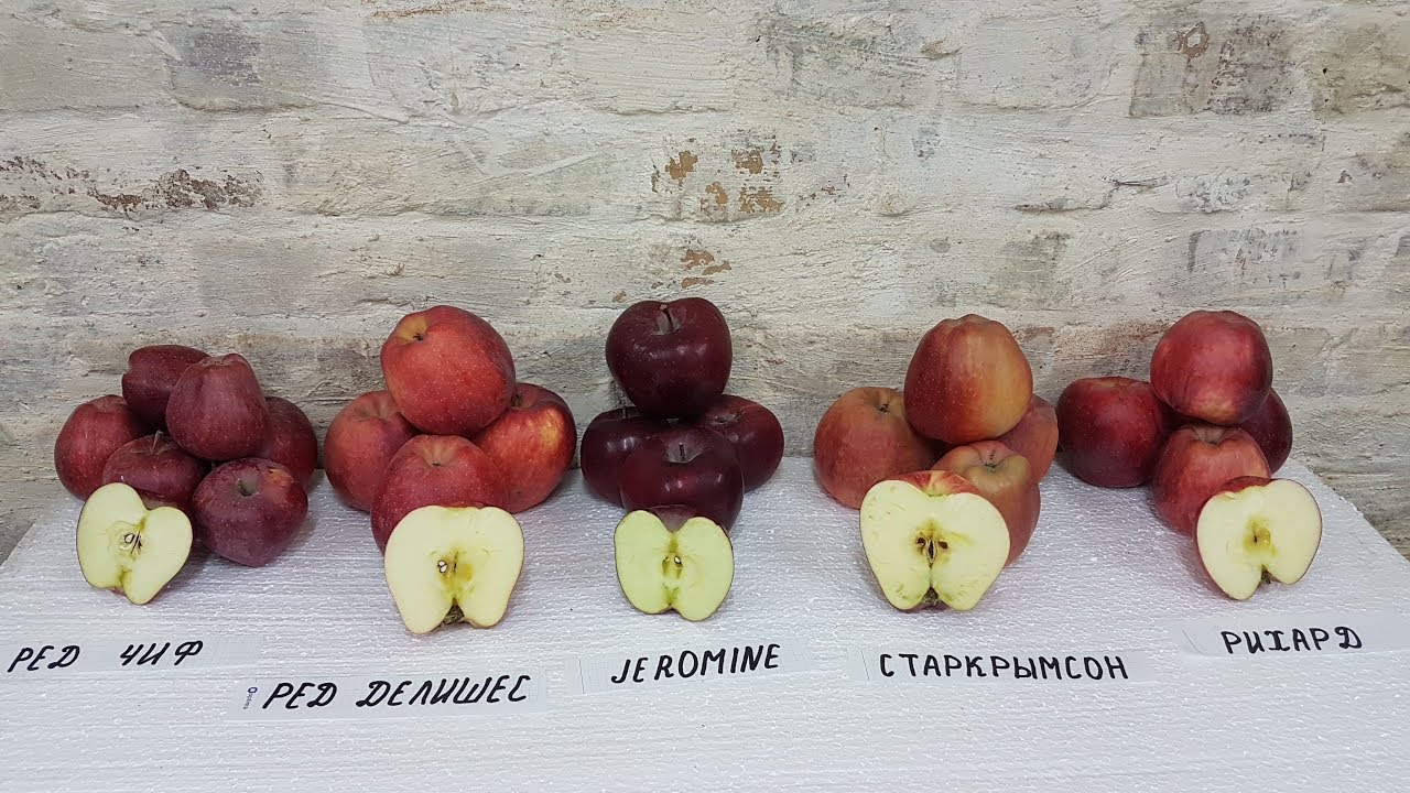 Обзор сортов JEROMINE / RED CHIEF / RED DELISHES