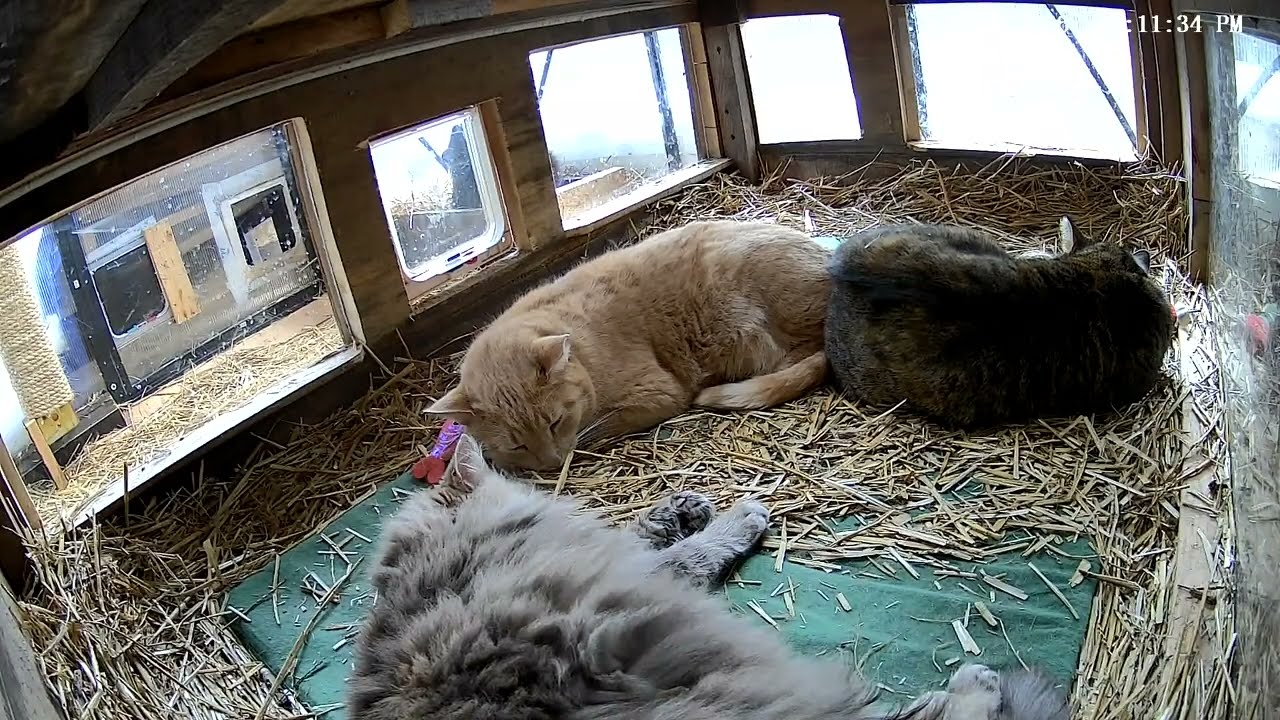LIVE: Paw Crew Midnight Snack Raid 🌙🐾 Cozy Shelter Night Cam