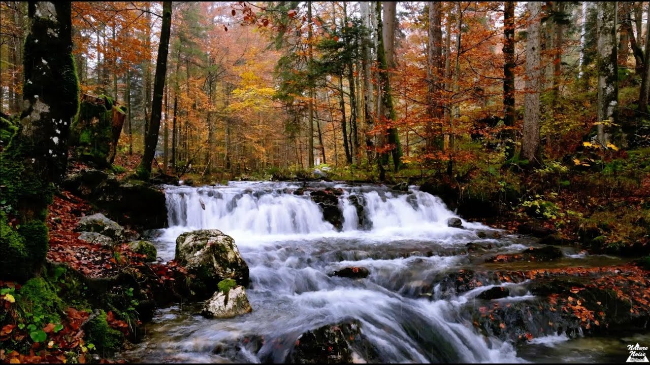 When the Forest Breathes in Silence