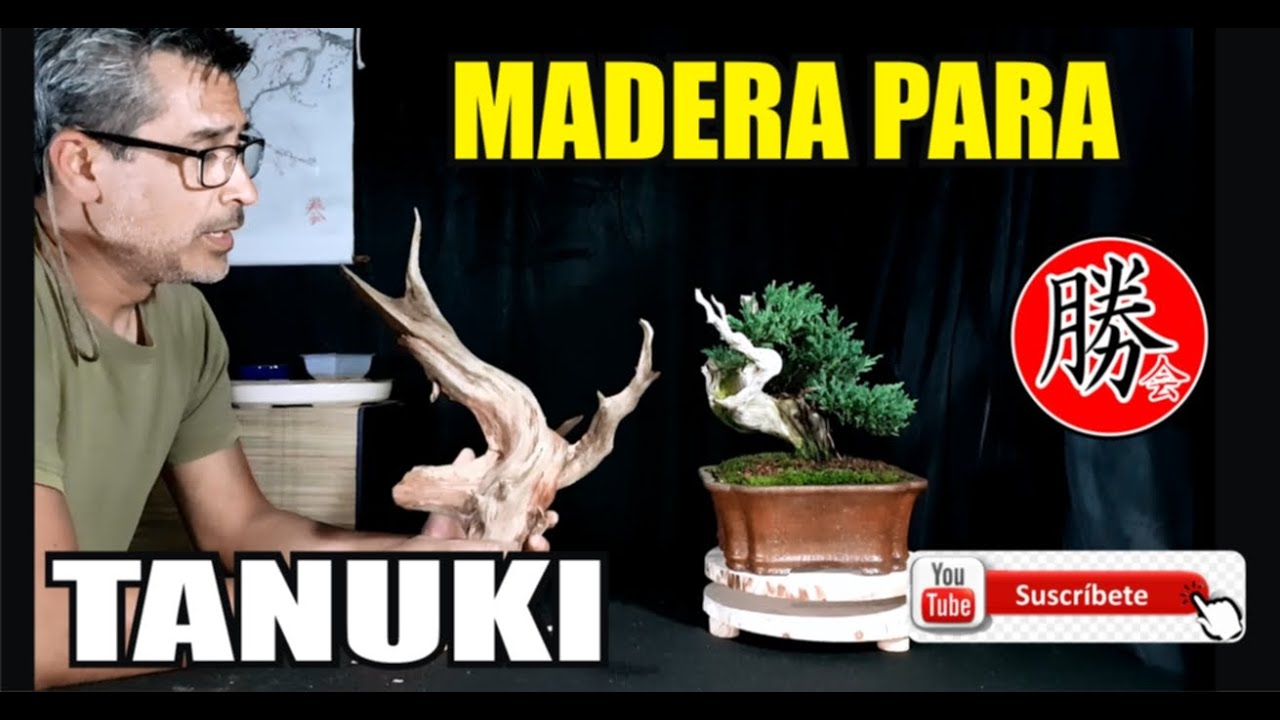 COMO HACER BONSAI DE TANUKI PASO A PASO 🔴 LO QUE NECESITAS SABER PARA HACERLO!! 😉 SUPER FACIL 👍
