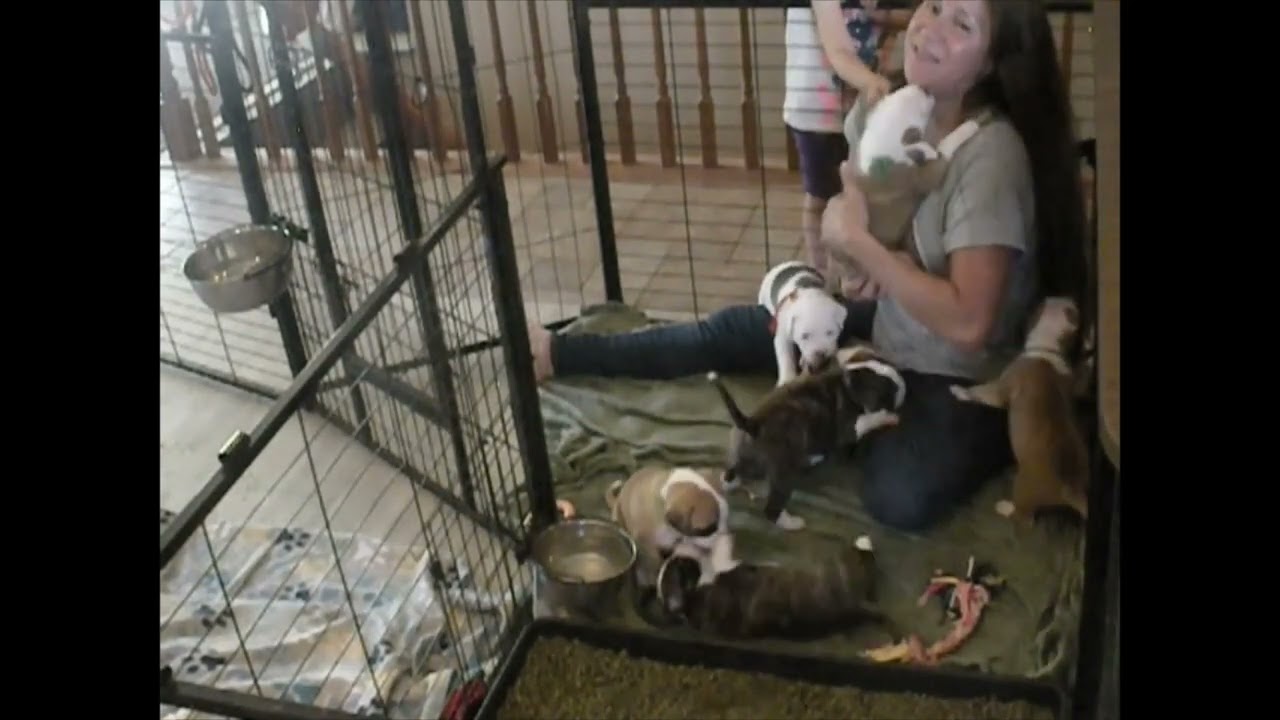 Pups Reaction UPSIDE DOWN Toddlers and CHIHUAHUA!