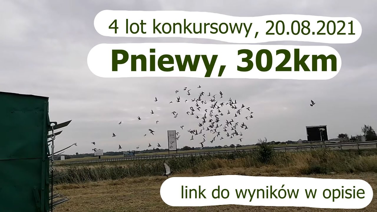 Lot konkursowy 4 - Pniewy, 302km, 20.08.2021. Pochmurno z wiatrem w ogon. Gołebie pocztowe.