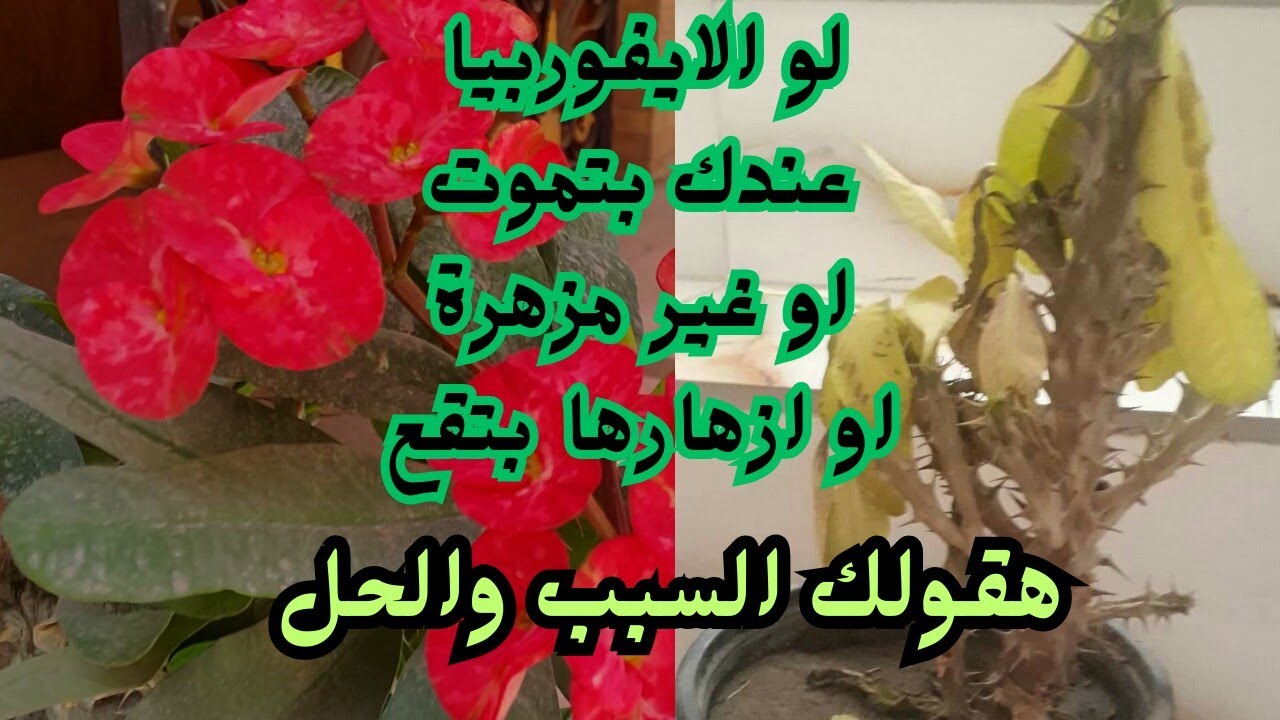 العلاج السحرى لكل مشاكل شوكة المسيح : وداعا لاصفرار الاوراق تساقط الزهور  وعدم الازهار.