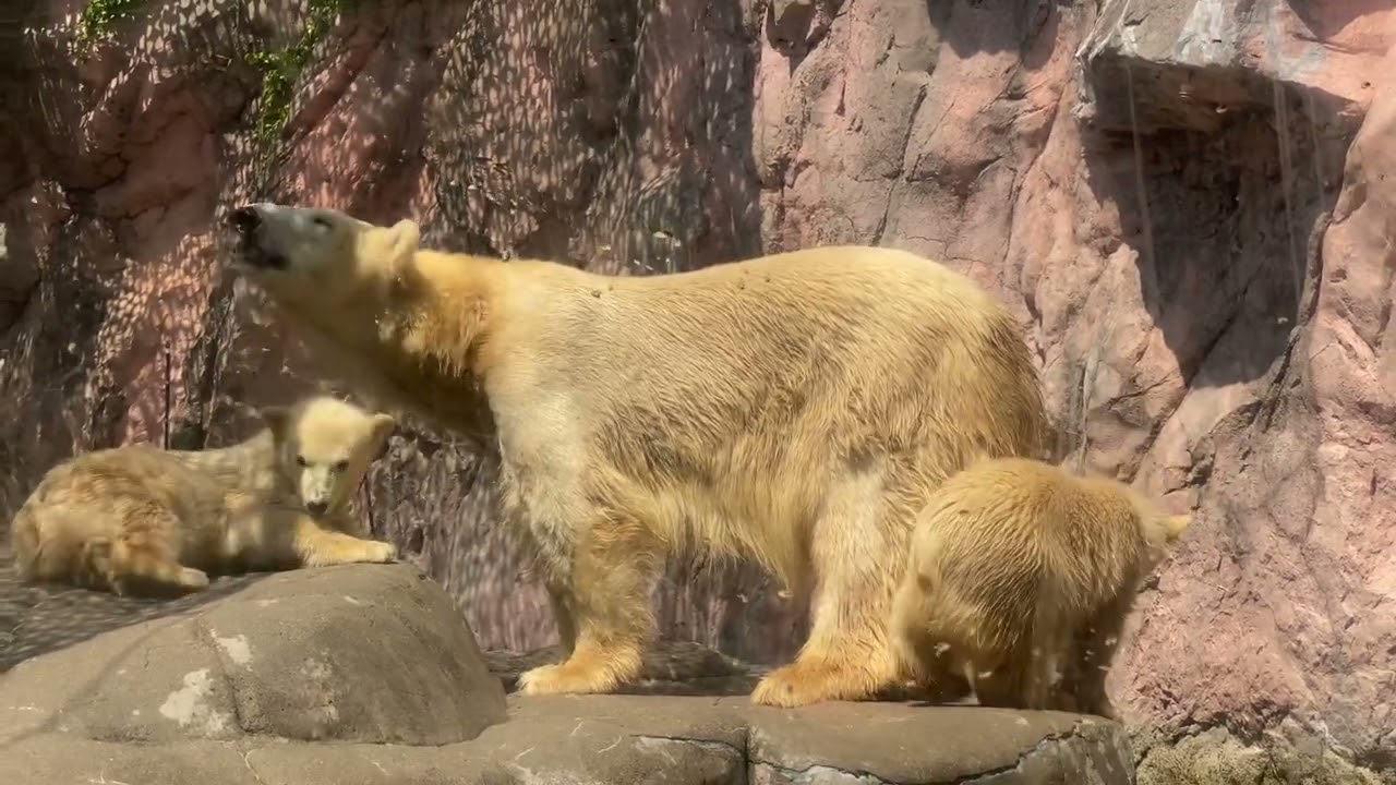 八木山動物公園   ㊗️双子のホッキョクグマ初公開❣️