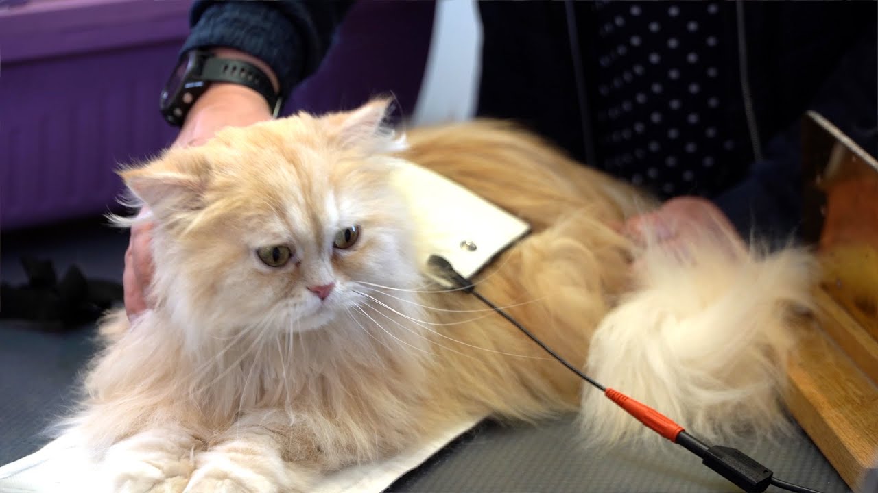 BICOM® Bioresonance for animals