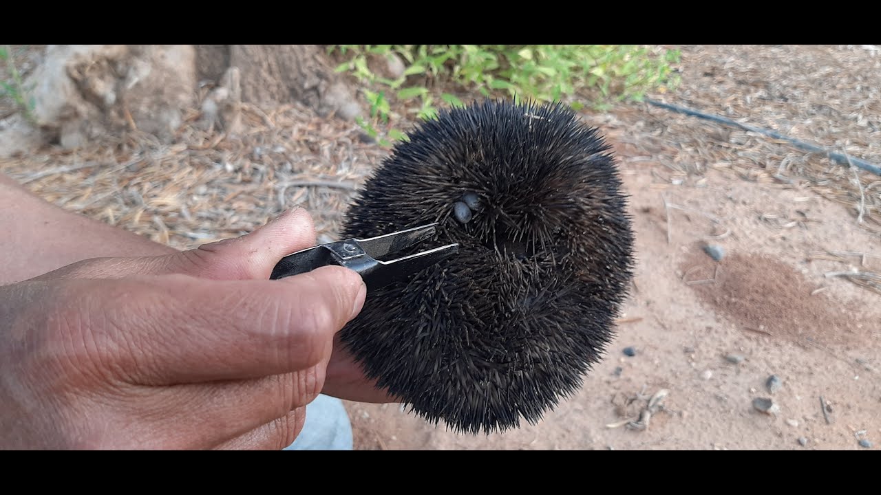 helping poor wild black hedgehog to pull out his big ticks,