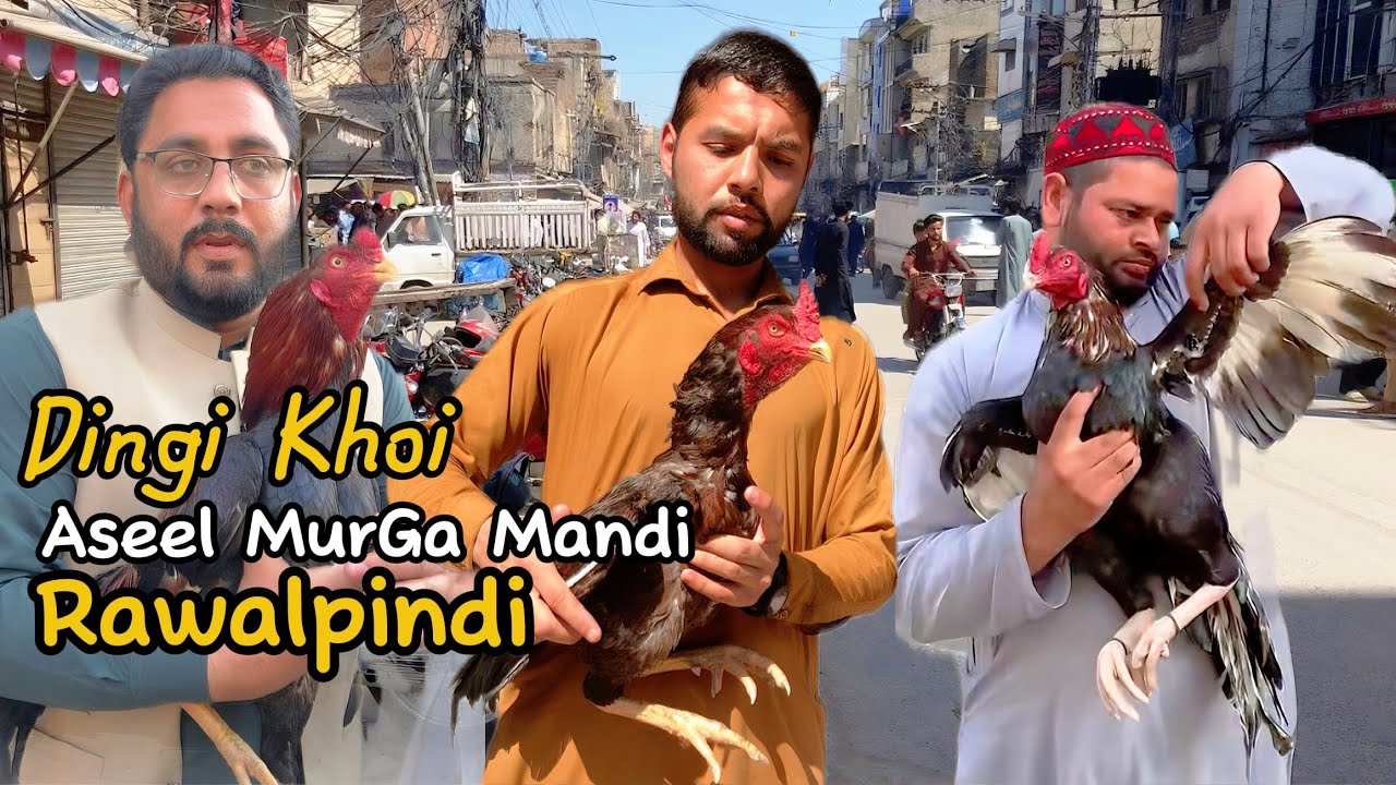Rawalpindi Aseel Murga Mandi New Update & Information | Aseel Murga Mandi