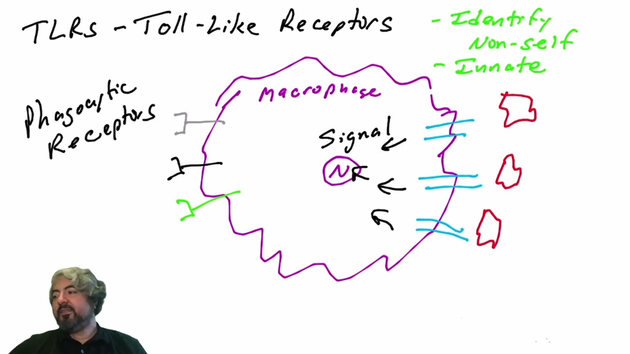 Toll-Like Receptors (TLRs) - part 1