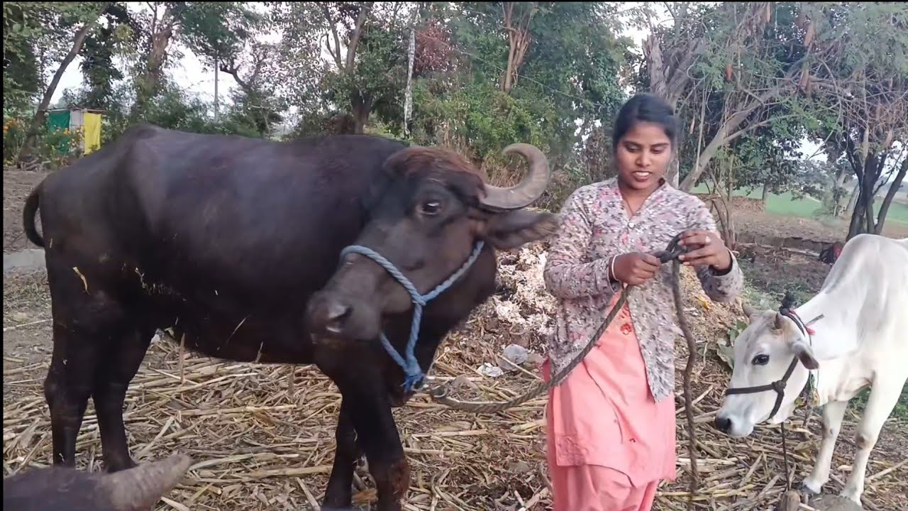 Gay 🐄 bhains || गाय 🐄 भैंस @Madhu vlog