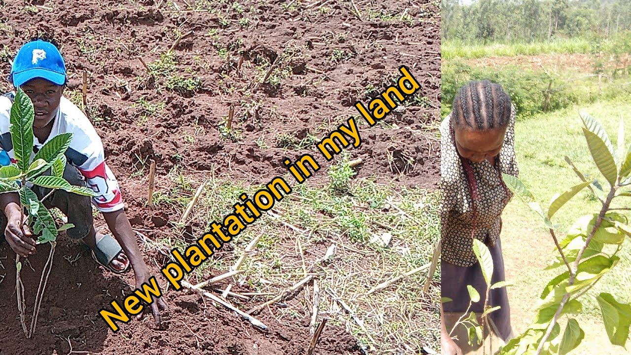 “I Planted a New Fruit Tree for My Mom… She Didn’t Believe It Until This Happened 🌱❤️”