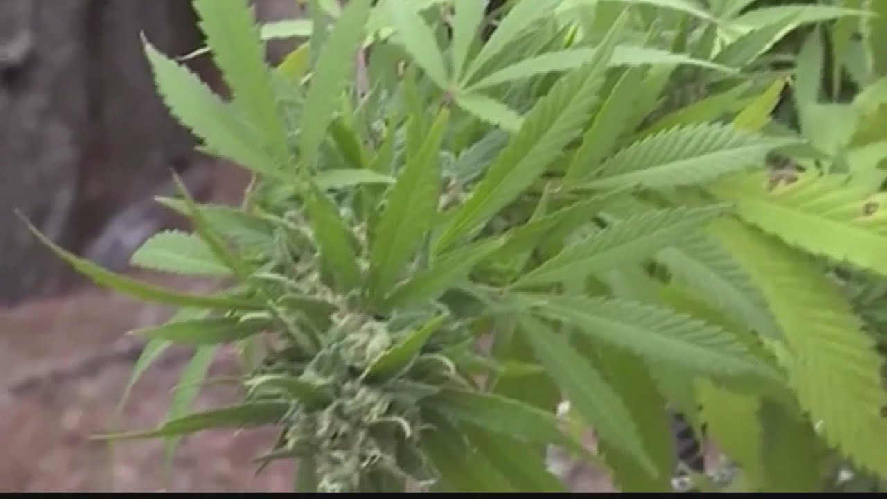 How much legal marijuana tax money are Ohio and West Virginia leaving on the table?