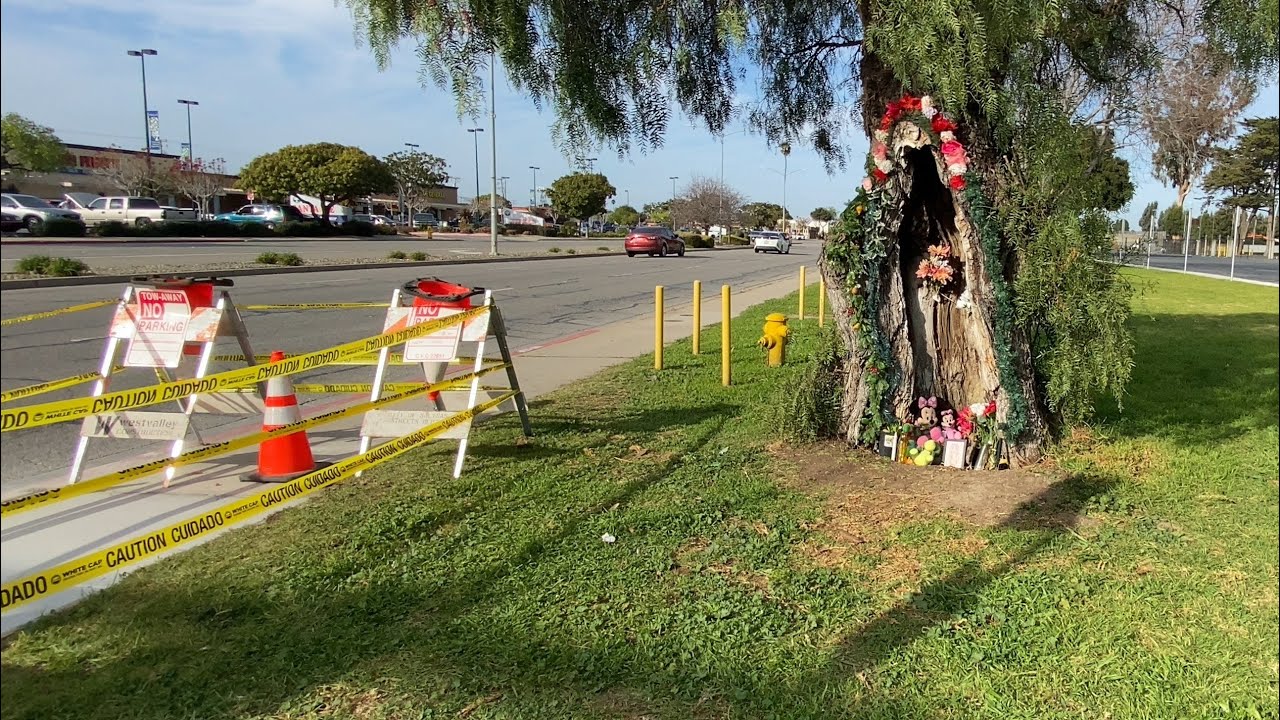 MIREN UN ÁRBOL TIENE FIGURA DE LA VIJEN🌳🌳🙏😳en salinas Ca
