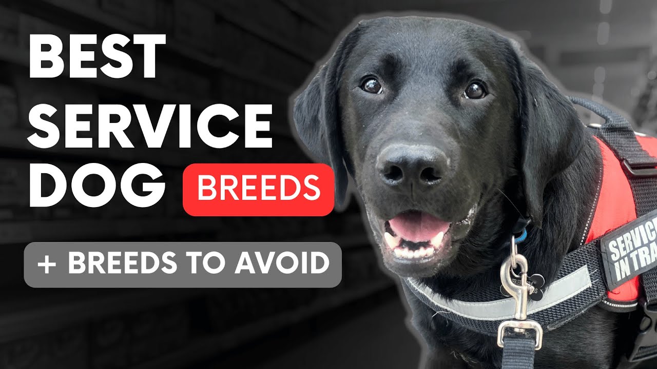 Best Service Dog Breeds for Anxiety, PTSD, and Mobility Support