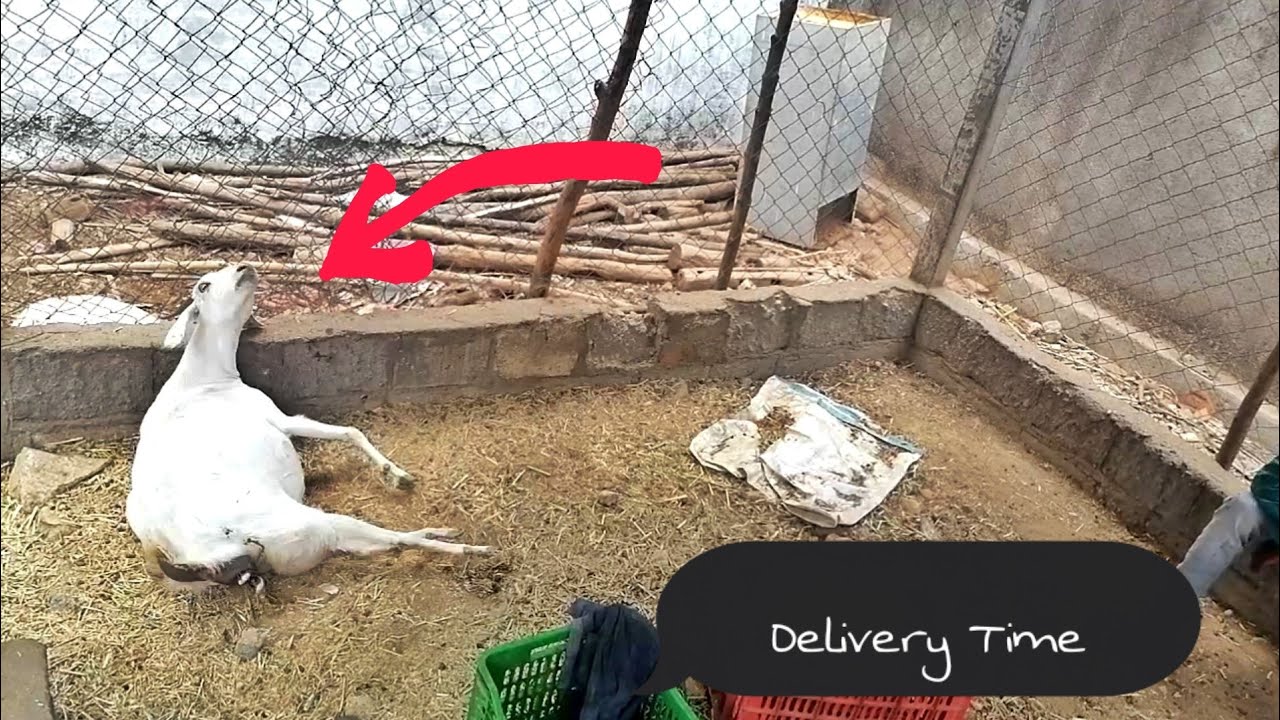Goat Giving Birth to Baby Goats / Goat delivery / My Farms