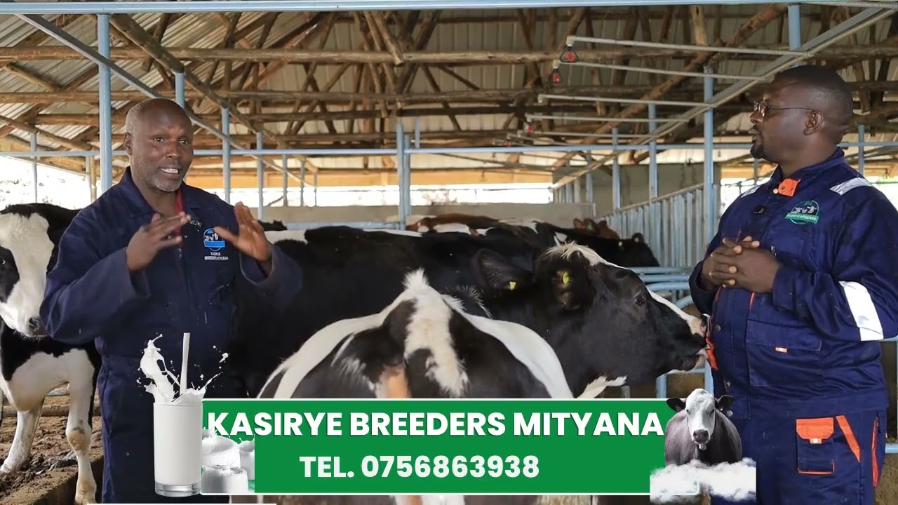 Dr. Kiprotich discusses the care of dairy cows at Kasirye Breeders Mityana 