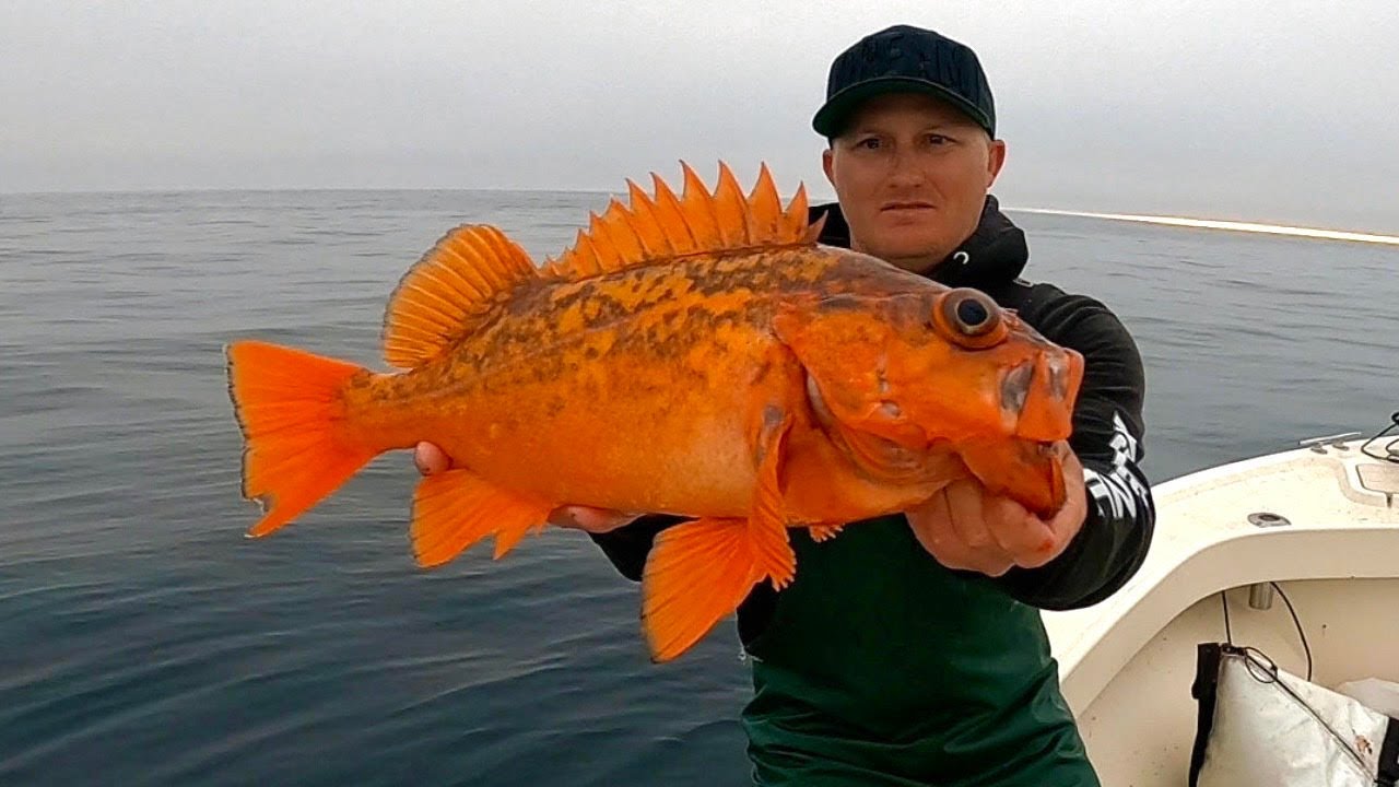 Fishing Catalina Island to Newport Beach! (Catch, Clean and Cook)