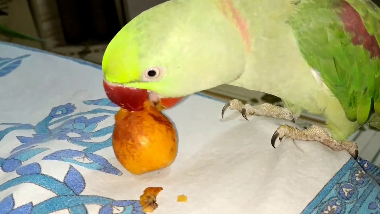 Parrot Funny video | parrot first Time Taste Loquat | Alexander Parrot | Pahadi Tota | पहाड़ी तोता