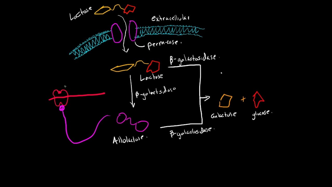Lactose: Import/Breakdown into Allolactose, Glucose, and Galactose