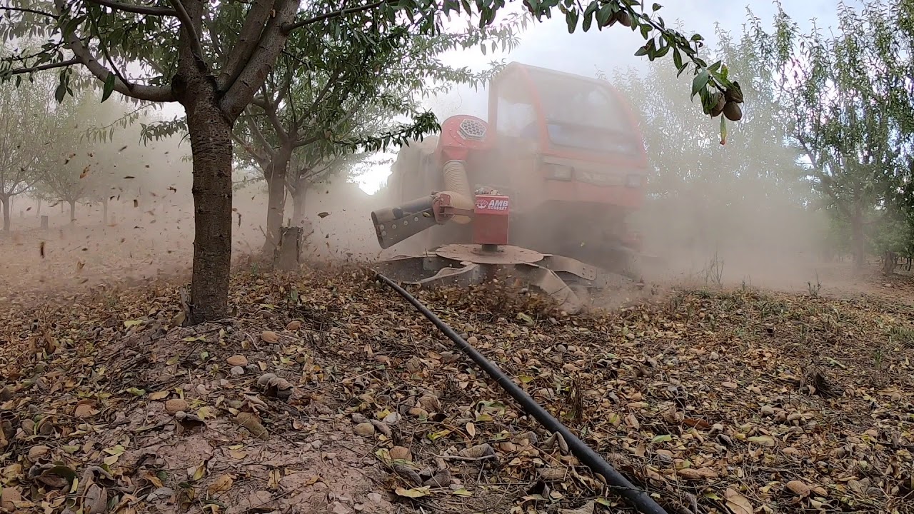 Ramasseuse X16 pour Amande / Cosechadora de Almendra / Almond harvester / ნუშის მოსავალს AMB Rousset