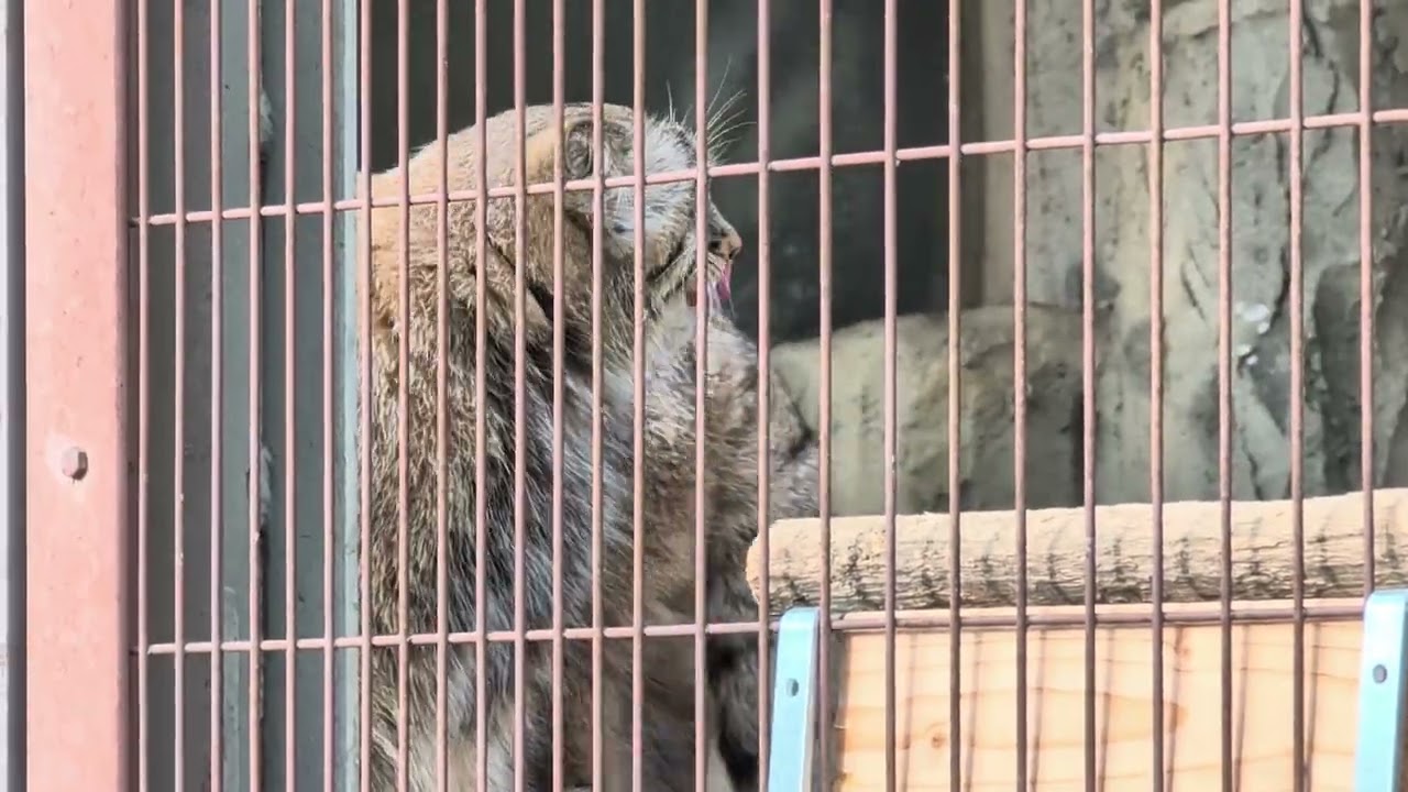 マヌルネコ