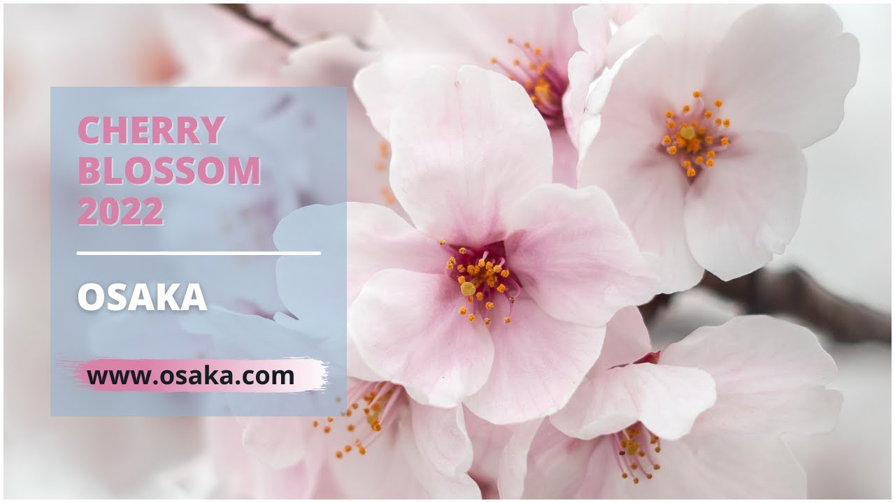 Cherry Blossom 2022 in Osaka | Japan