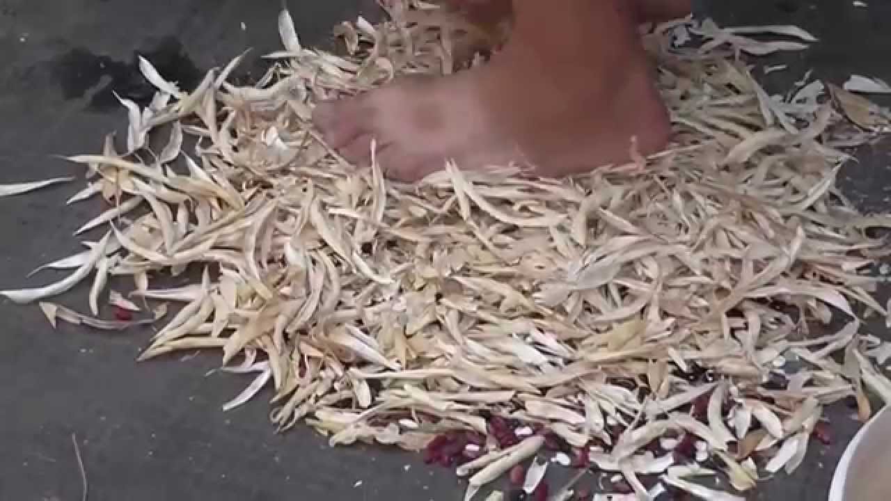 Уборка фасоли в ручную. Фасоль на даче