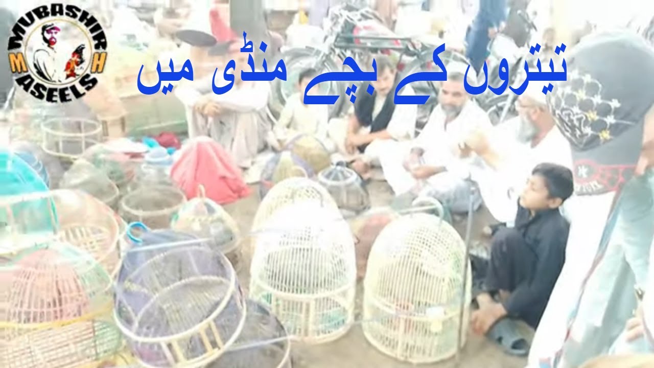 teetaron ke big market in kohat 2022