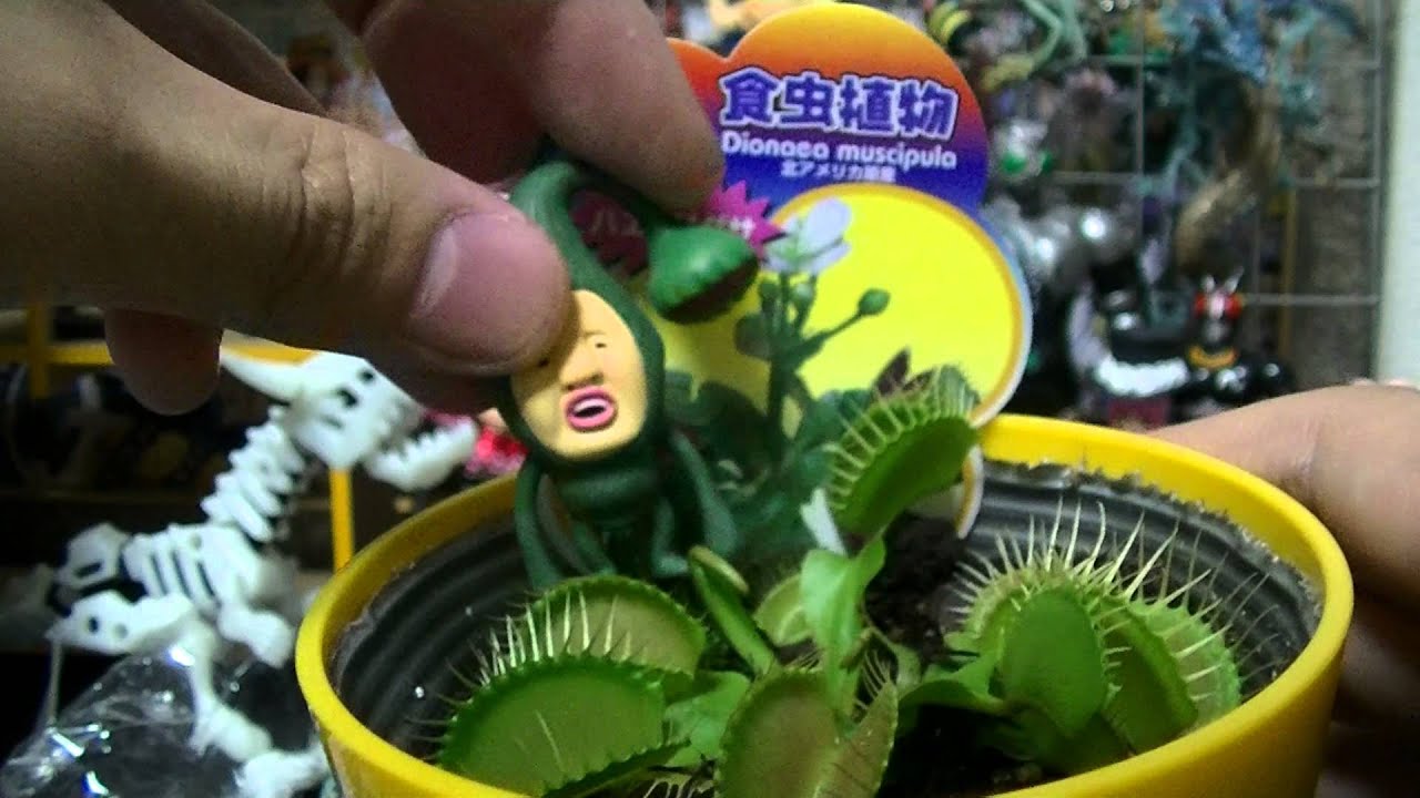 こびとづかん つながるマスコット 「マモリコモリＧＥＴ伝！！」