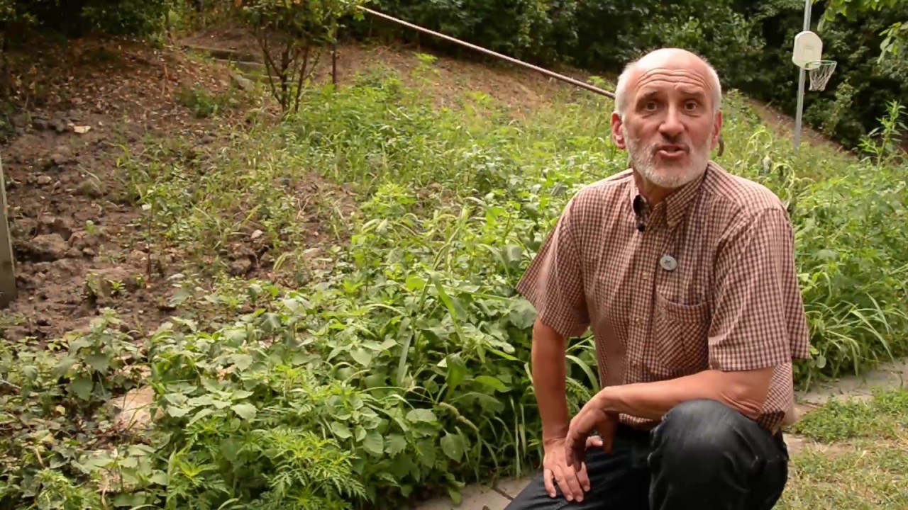 Parlagfű &iacute;rt&aacute;s gyepből