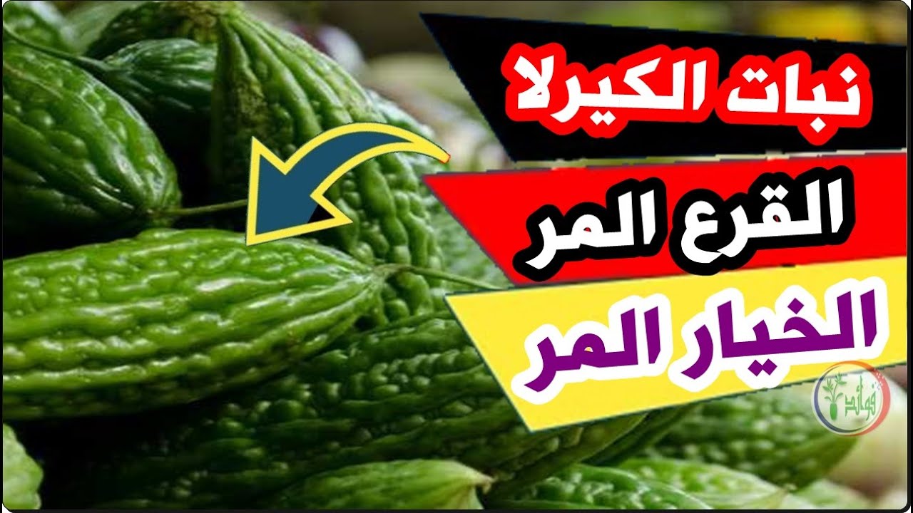 نبات الكيرلا/ القرع المر تراه كثيراً ولا تعرف فوائده فاذا كنت من المحظوظين وحصلت عليه دعني اخبرك بها