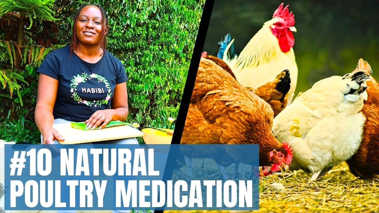 10 Organic Medicines for Healthy Chickens 🐔🌿
