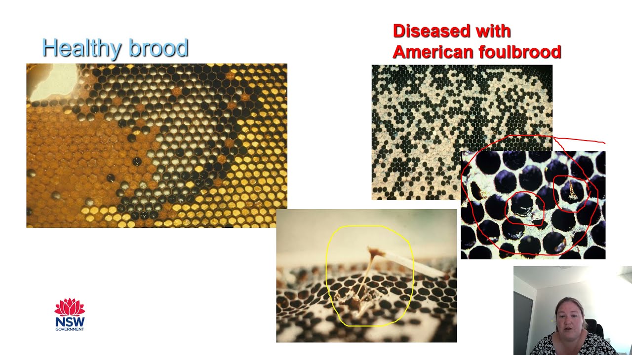 Belinda O'Rourke EMAI/NSW DPI - Bee disease diagnostics & research