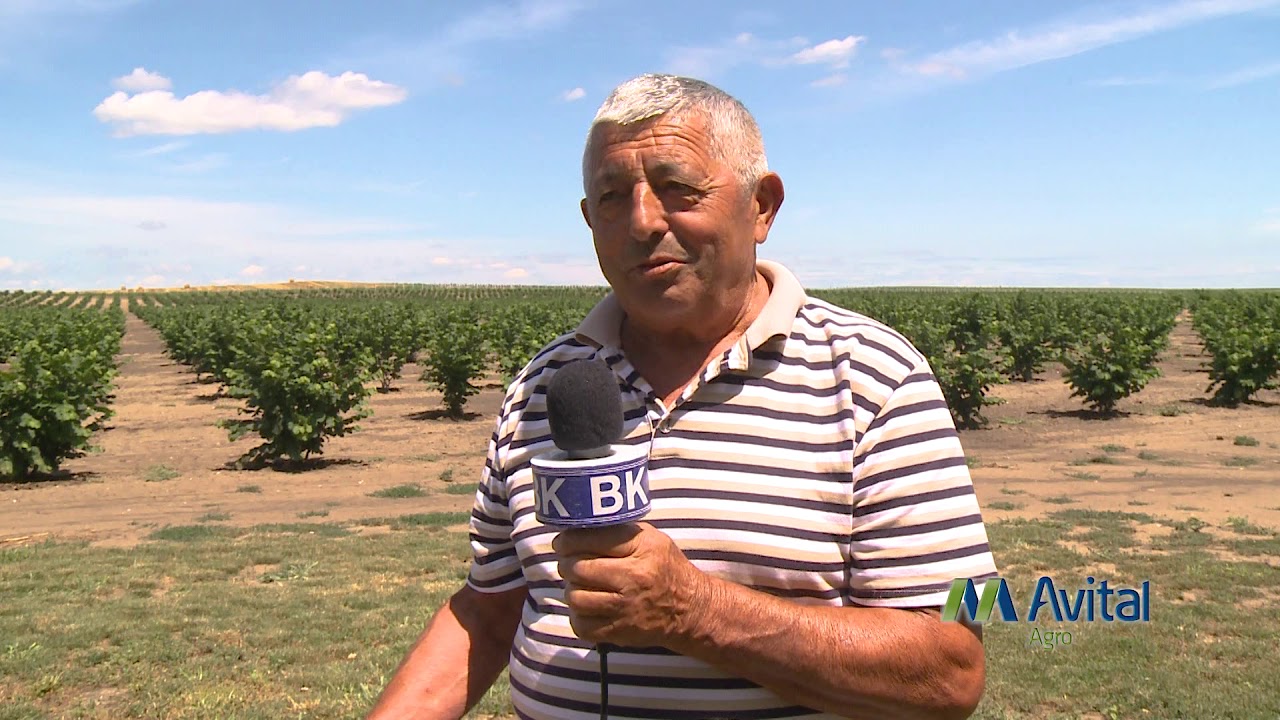 Srbija uvozi 95% plodova Leske. Gajenje Lešnika u Srbiji / Mramorak / AVITAL AGRO