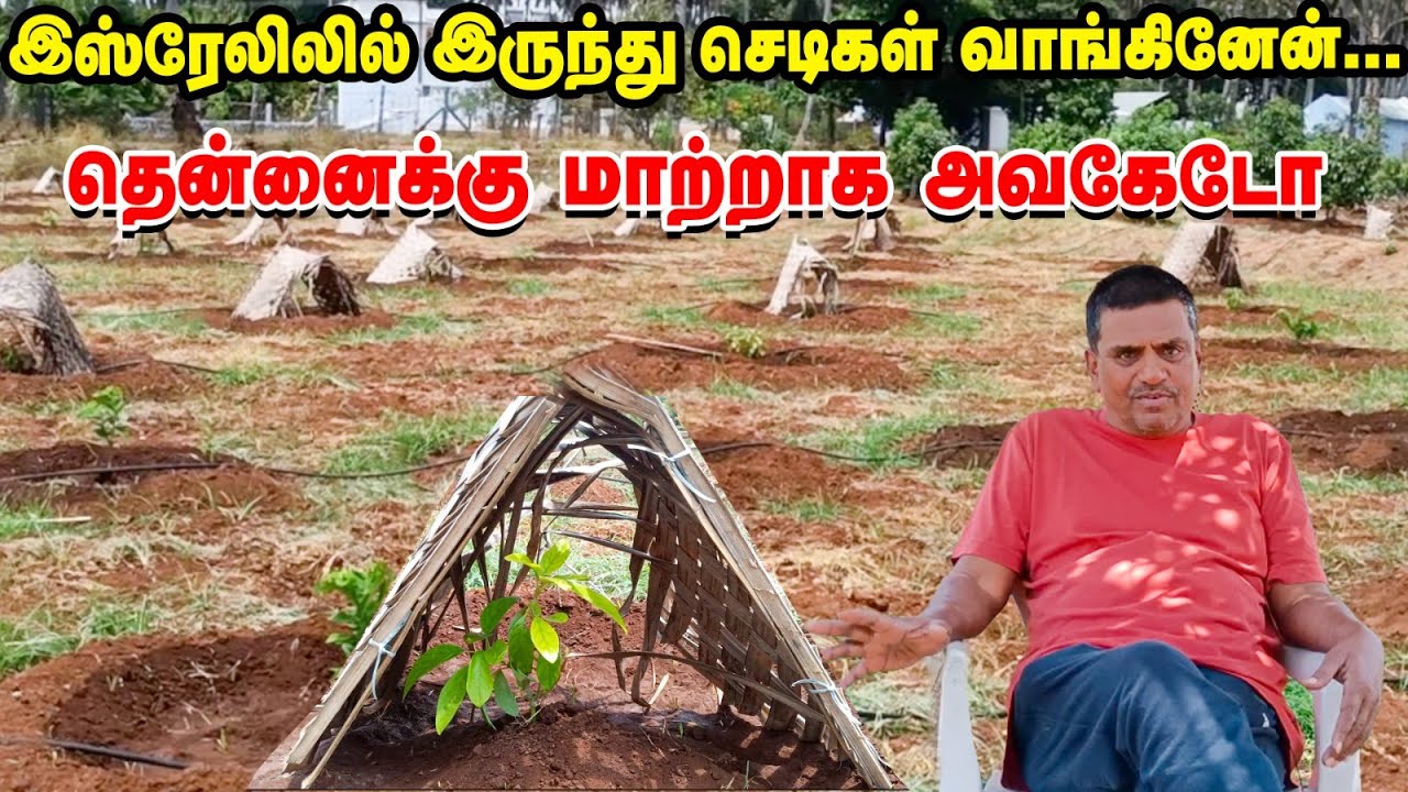 இங்கேயும்  Avocado வளர்க்கலாமா ?! | புதிய முயற்சியில் பொள்ளாச்சி விவசாயி!
