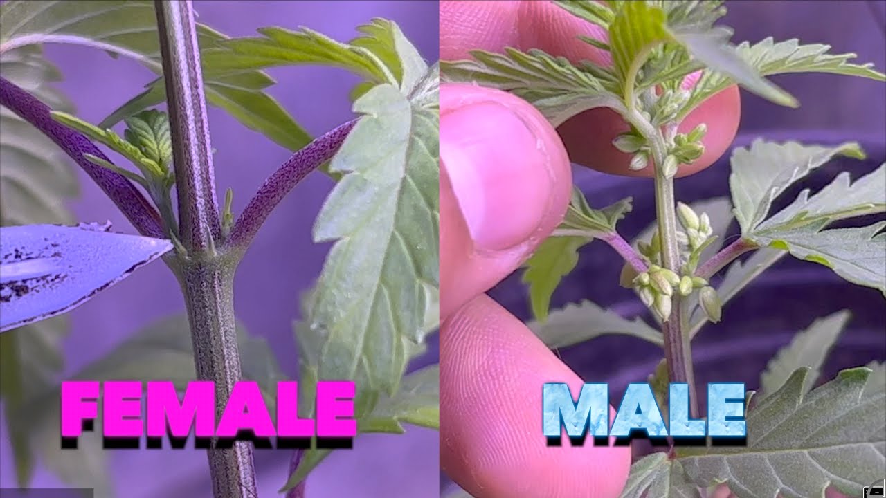 MALE VS FEMALE CANNABIS PLANTS!!! (IDENTIFYING GENDER)
