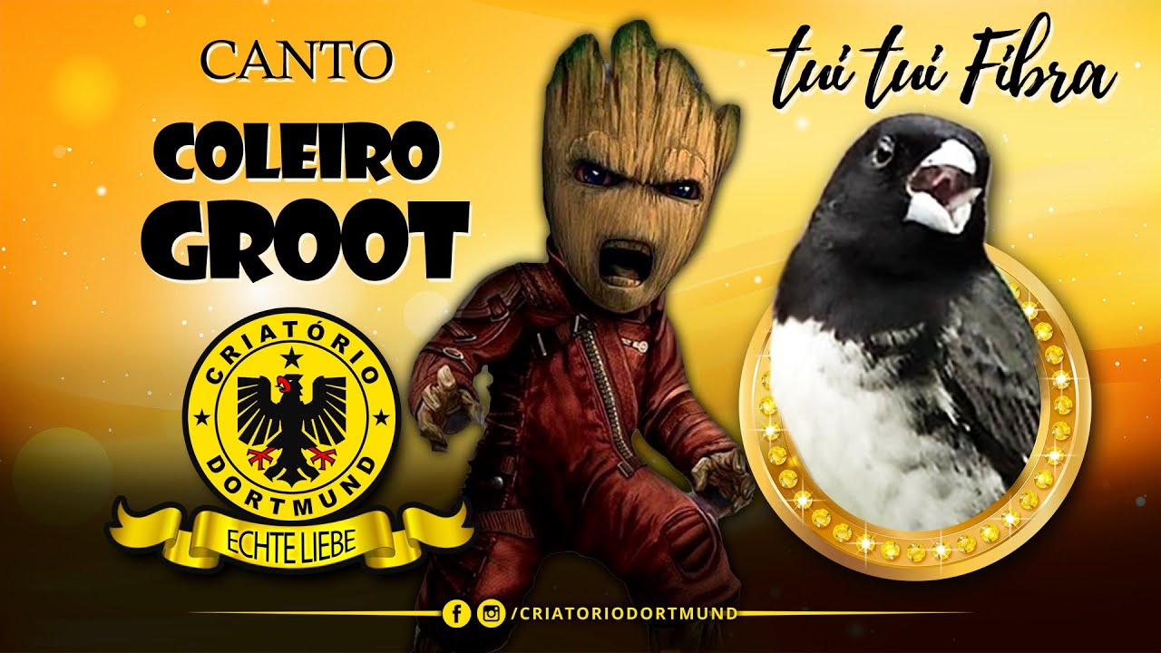 ESPETACULAR  CANTO VELOZ TUITUI FIBRA - COLEIRO GROOT
