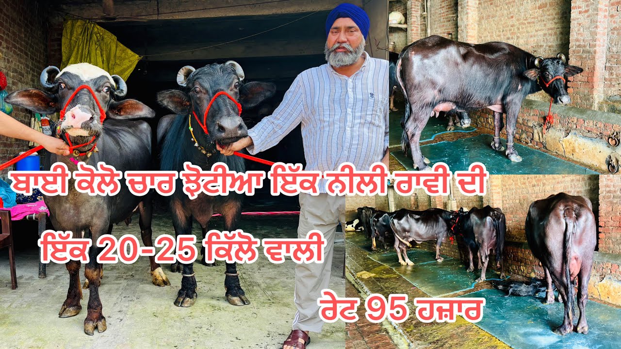 13 ਮਾਰਚ 2026📞9872183013👉20 ਕਿੱਲੋ ਦੁੱਧ ਤਿਆਰ ਰੇਟ ਜਾਇਜ#baffalo #farming #cow #allahﷻallahﷻ #animals#cow