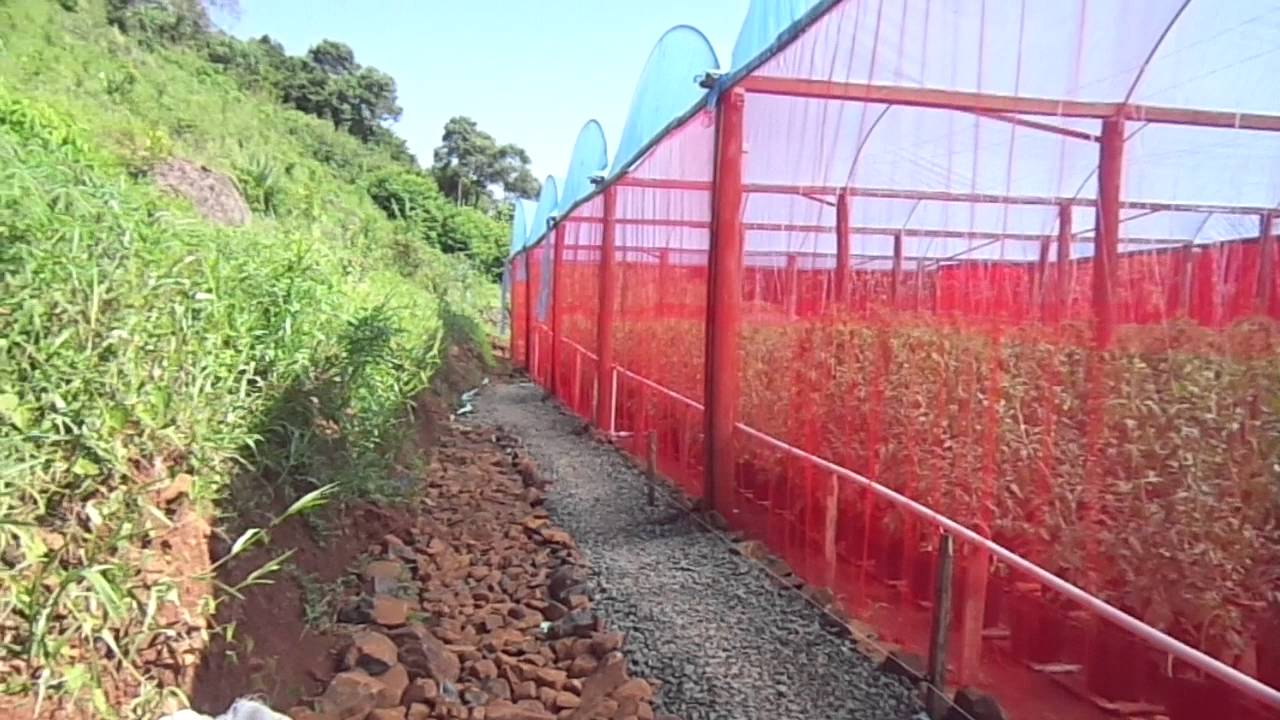 Ademir Antonelo - Estufa tomates Concòrdia SC