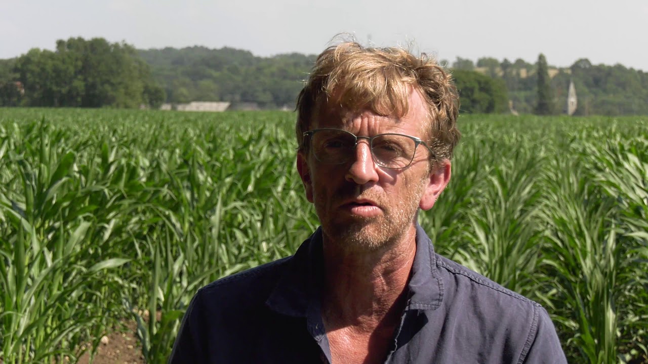 Multiplication de semences : à la recherche de l'hybridation parfaite