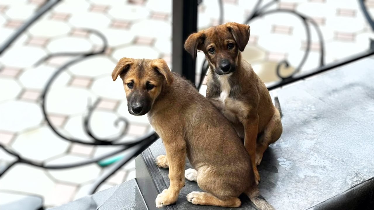 Abandoned Twin Puppies Still Ask Strangers &mdash; The Truth Will Break Your Heart.