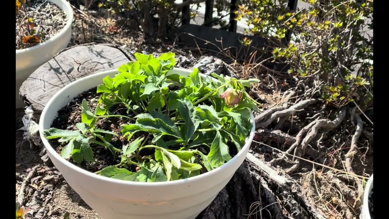 田舎暮らし　通りすがりにクリスマスローズを貰いました♪